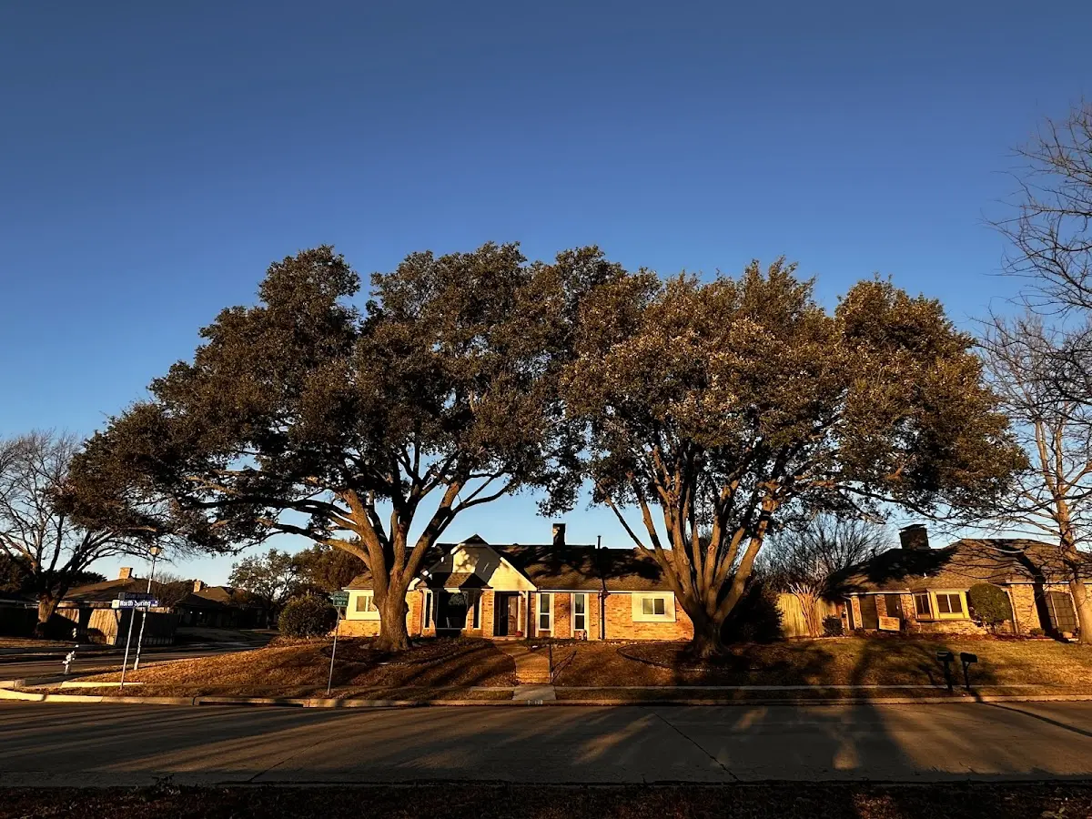 Established residential canopy tree shading a home in Stanton